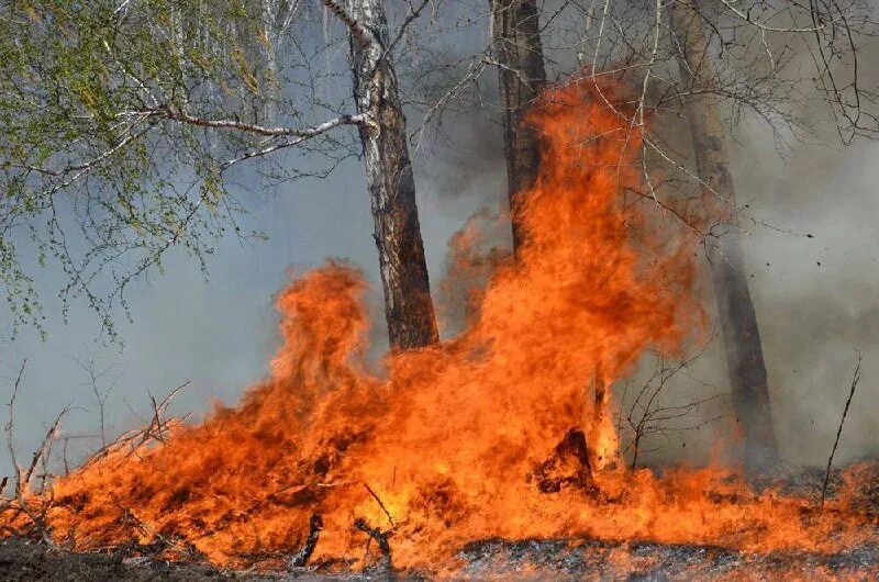 Пожары в якутии 2021. Лесные пожары в сша 2022. Лесные пожары тюмень. Пал сухой травы мчс. Пожар на ямале.