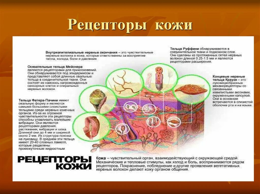 Рис 85 рецепторы кожи, реагирующие на. Схематическое строение рецепторов кожи. Рецепторы кожи человека таблица. Рецепторы кожи строение и функции.