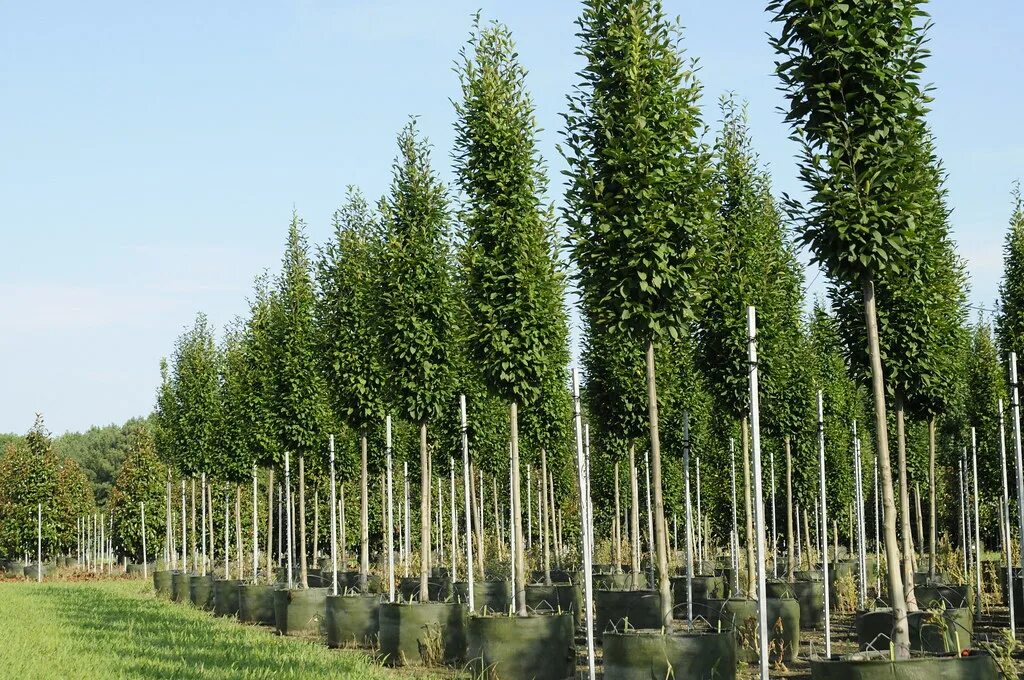 Саженцы лиственных деревьев. Граб Фастигиата. Carpinus betulus 'Fastigiata'. Граб обыкновенный Фастигиата. Граб обыкновенный Carpinus betulus.