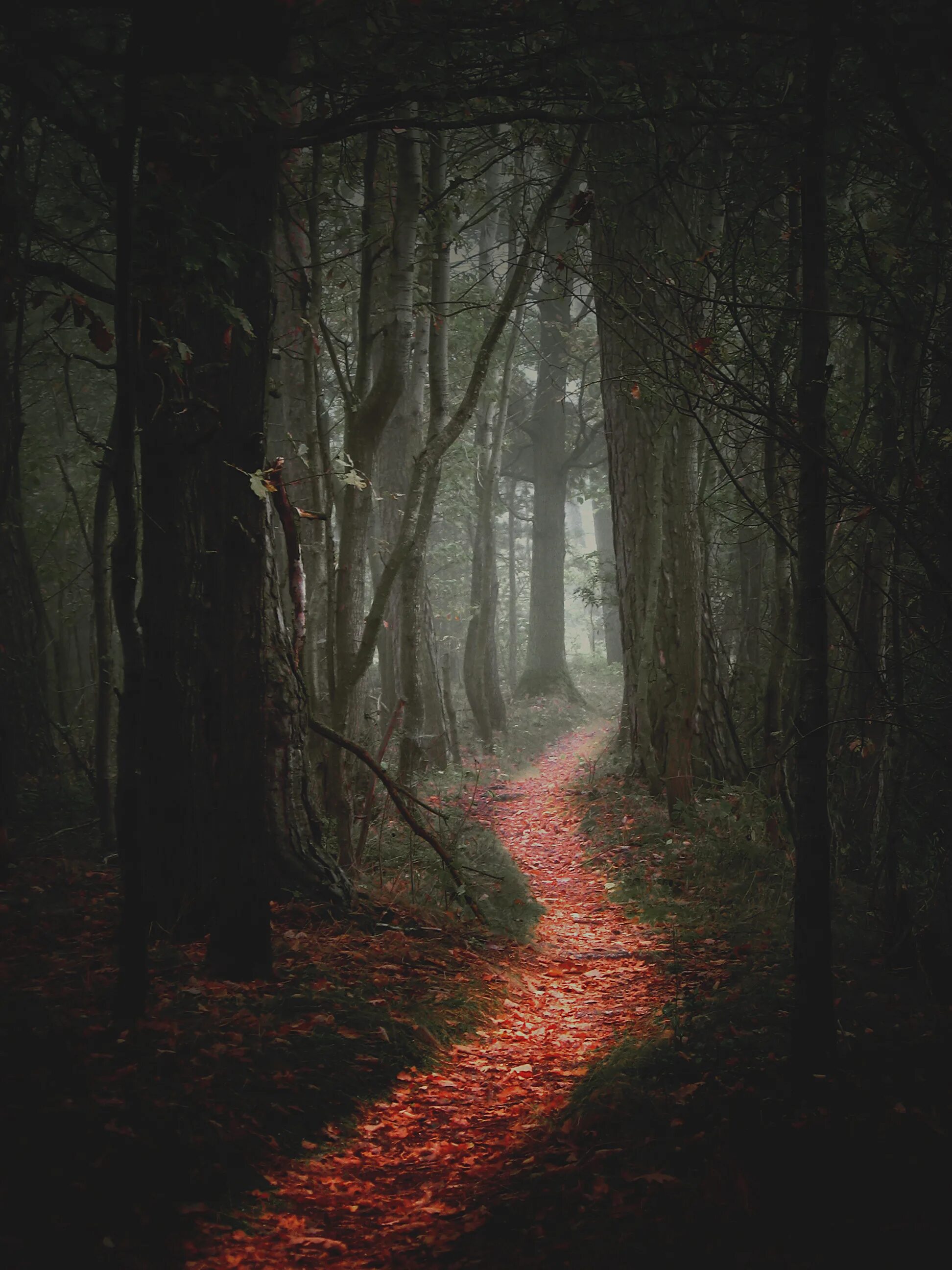 Темный лес. Страшный лес. Мрачный лес. Лес темный страшный.
