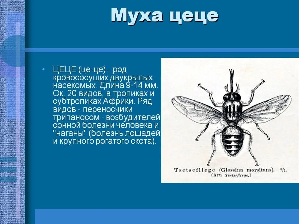 Насекомые вызывающие заболевания. Муха ЦЕЦЕ переносчик малярии. Ротовой аппарат мухи ЦЕЦЕ. Насекомые Муха ЦЕЦЕ. Муха ЦЕЦЕ переносчик заболеваний.