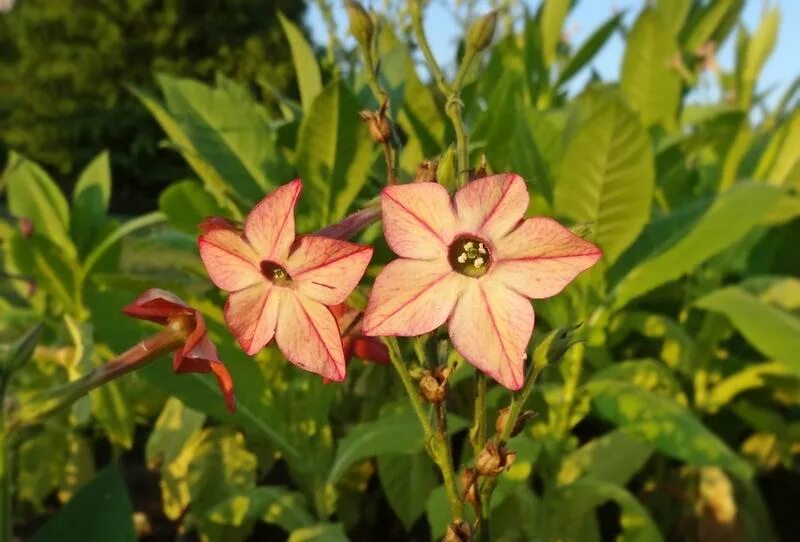 Табак Nicotiana. Растения Nicotiana. Табак махорка (Nicotiana Rustica l.). Душистый табачок.