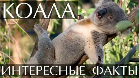 Интересные факты о животных видео