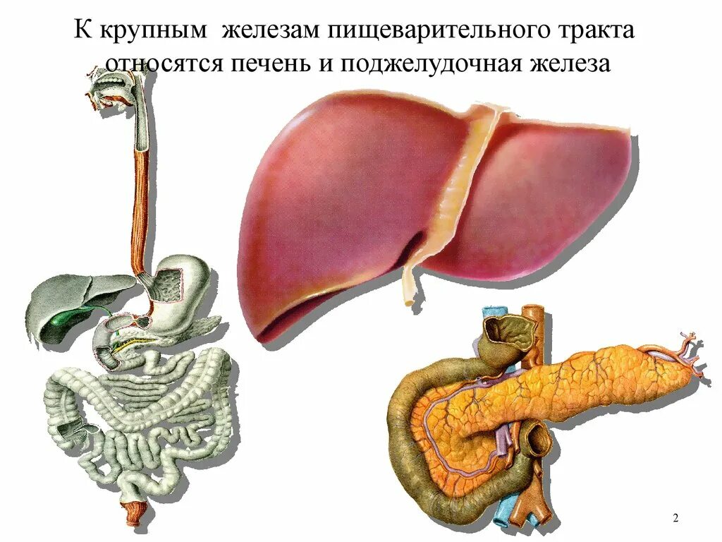 Желудком почками печенью поджелудочной. Пищеварительная система печень поджелудочная железа. Пищеварительные железы анатомия. Крупные пищеварительные железы. Строение пищеварительных желез.