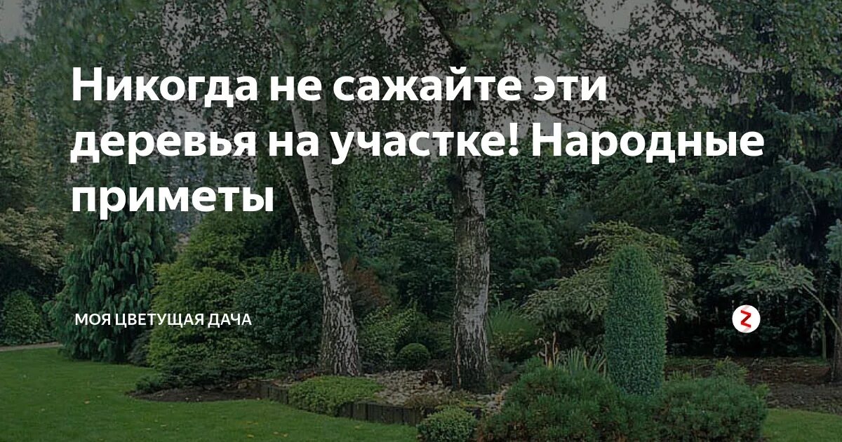 Почему нельзя сеять. Деревья на участке приметы. Какие нельзя садить деревья на участке. Какие деревья нельзя сажать дома. Какие деревья нельзя садить возле дома.