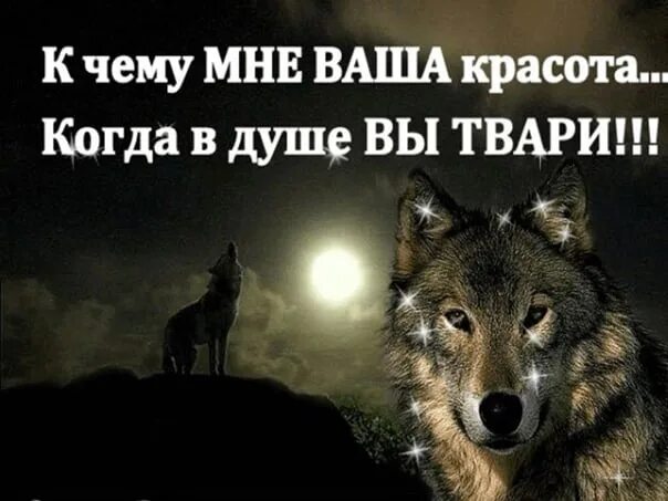 Одинокий волк лучшие песни. Цитаты Волков. Высказывания о волках. Цитаты волка. Одинокий волк цитаты.