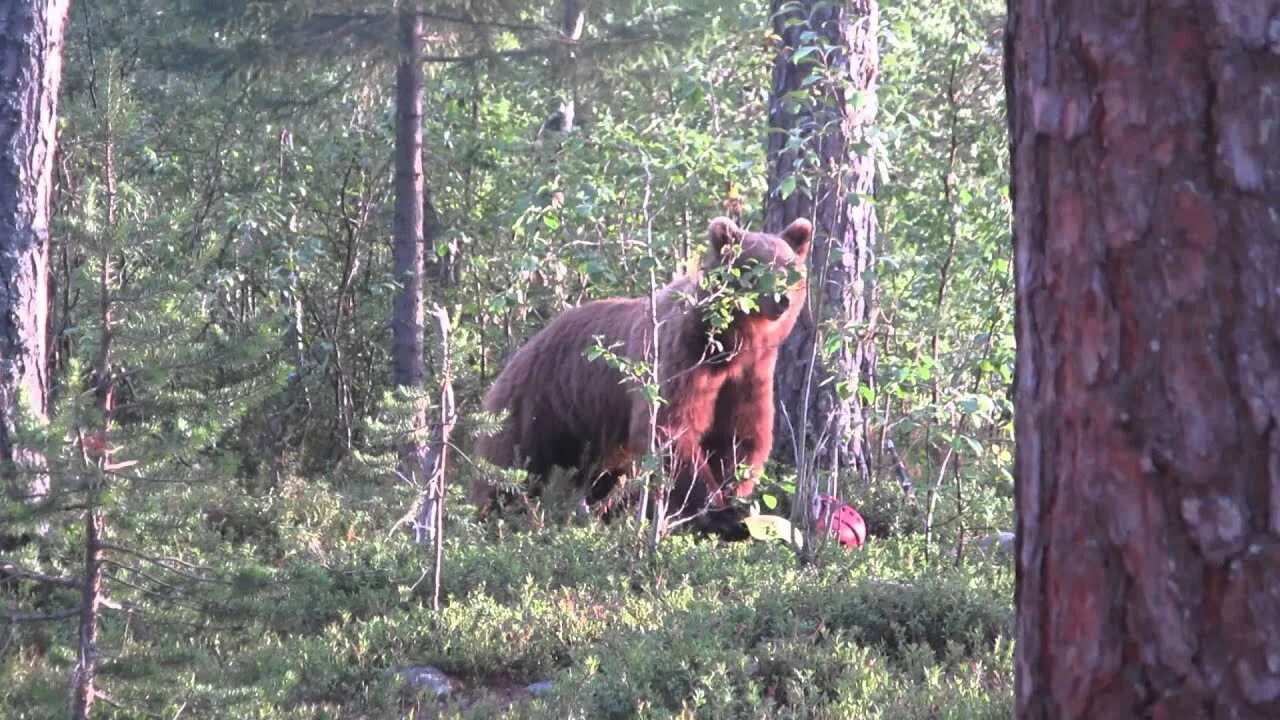 Охота на медведя на кольском полуострове