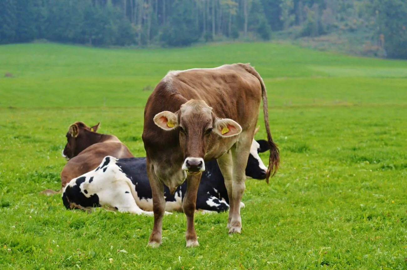 Полученного бычка. Корова. Корова фото. Пасти коров. Корова на лужайке.