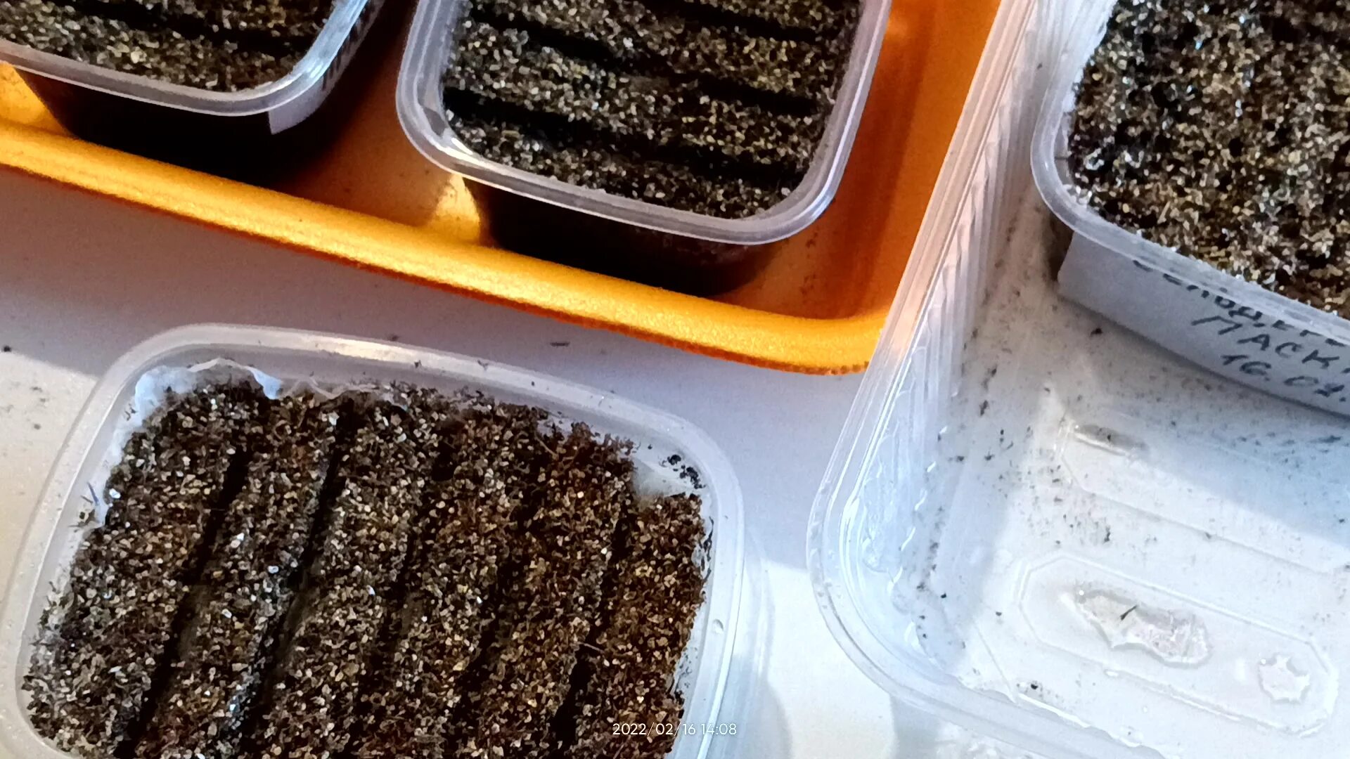 сельдерей рассада. рассада сельдерея корневого. рассада сельдерея черешкового. сельдерей посев семян на рассаду. посадка сельдерея семенами на рассаду.