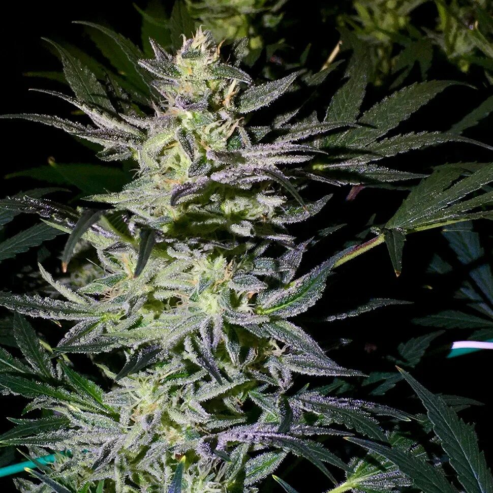 Конопля автоцвет. Auto White Diesel Haze. Автоцвет Amnesia Haze. "Auto White Haze Genetics" AUTOFEM (izi / Limed).