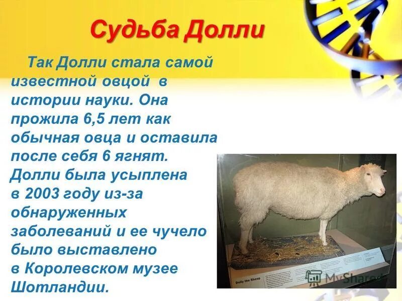 овечка долли песня