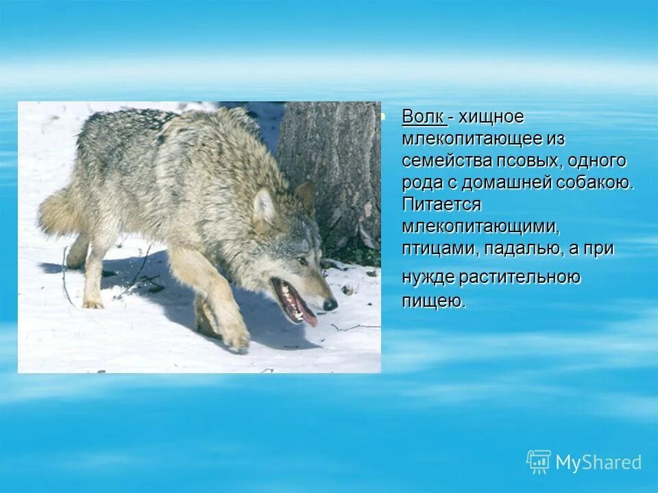 Отряды млекопитающих. Характерные признаки хищных млекопитающих. Спарассодонты. Хищное млекопитающее на флагах 5 государств. Кошки миоцена.