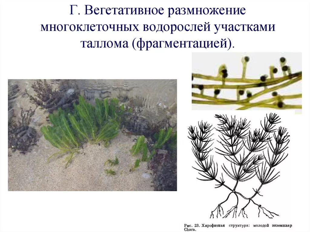 Какие водоросли размножаются. Фрагментация таллома водорослей. Размножение таллома фукуса. Вегетативное размножение водорослей. Вегетативное размножение бурых водорослей.