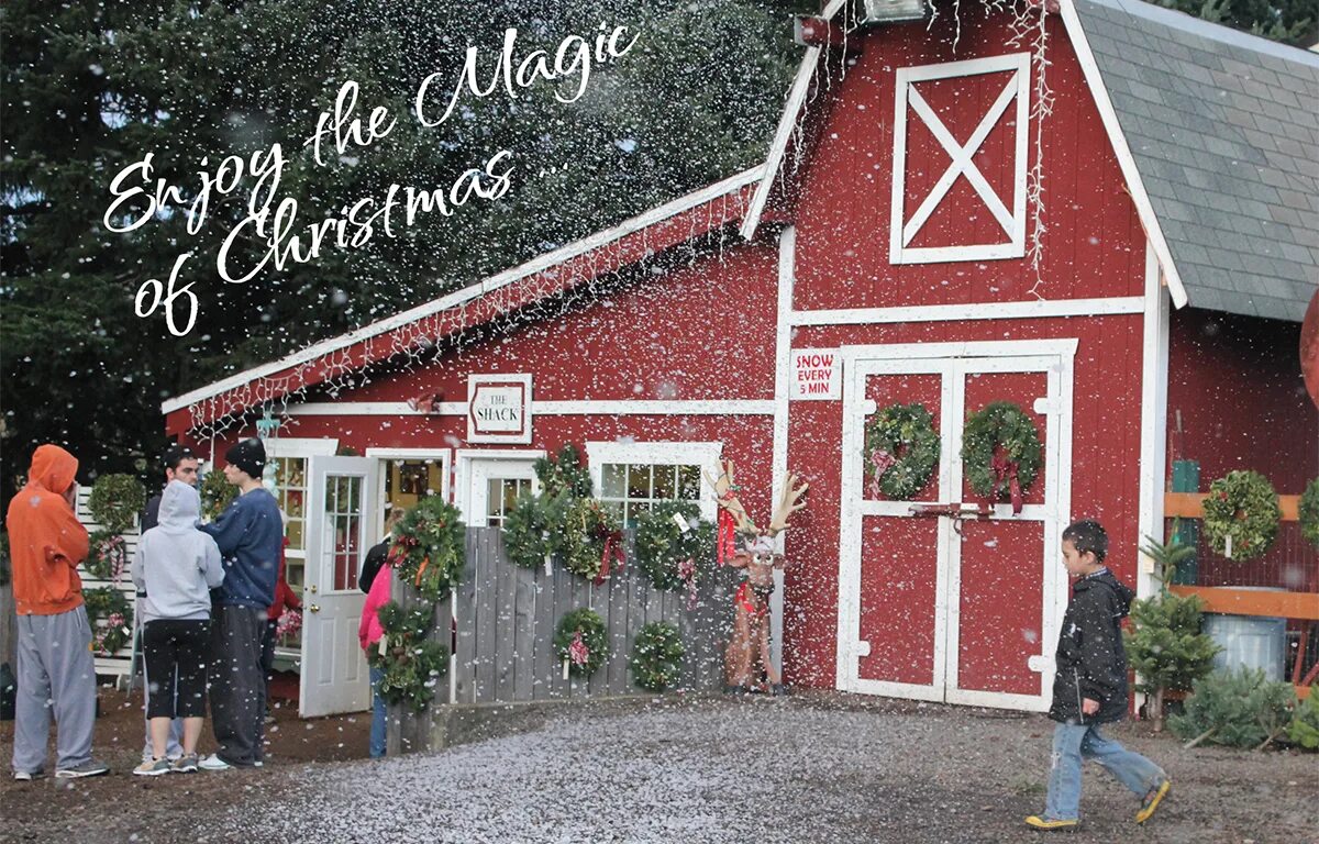 Гельвеция дерево. Christmas in Oregon. Christmas Tree Farm. Гейл Бюсси Кристмас трее ферм.