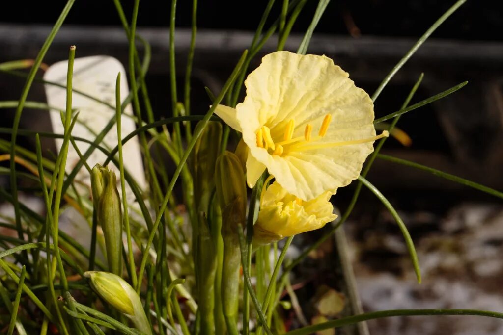 цветок символизирующий самовлюбленность