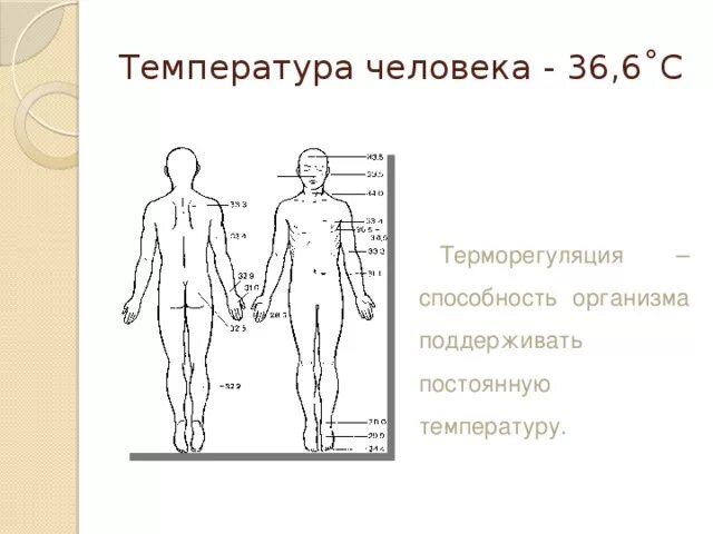 Естественная температура человека. Температура человека. Температура в различных частях тела. Температурная карта человека. Температура различных частей тела человека.