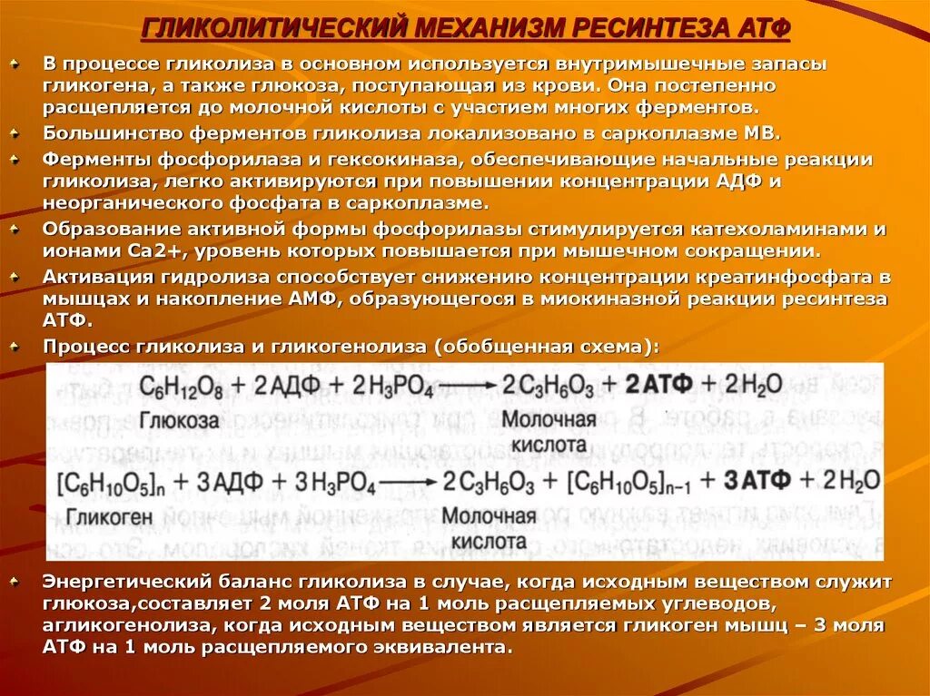 Атф накапливается. Гликолитический путь синтеза АТФ. Ресинтез гликогена. Количественные критерии путей ресинтеза АТФ. Схемы процессов ресинтеза АТФ В клетках.