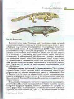 Ихтиостегу считают переходной формой между группами