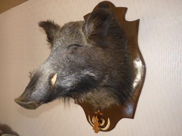 чучело головы темного льва