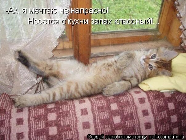 Смешные коты с надписями на даче. Лежу отдыхаю. Доброе утро Сонный кот. Смешной кот на диване. Почему нравится лежать