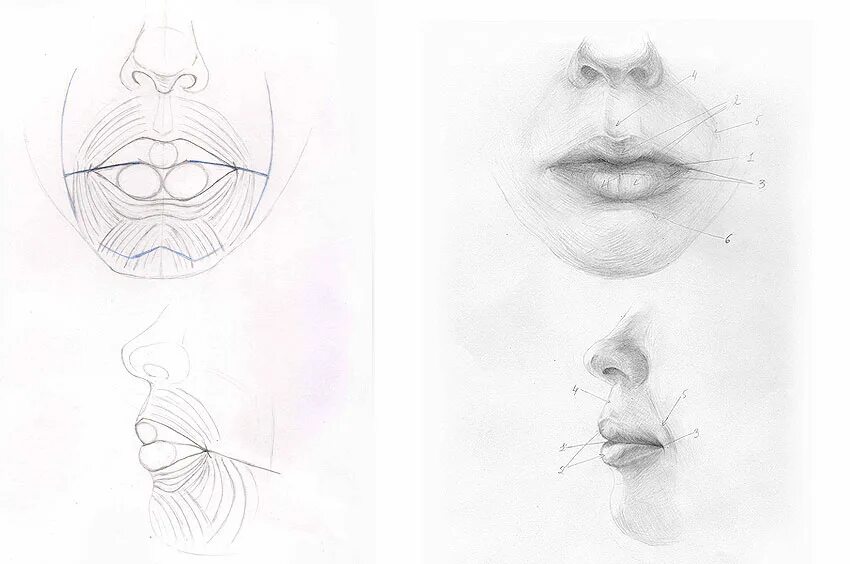 Между носом и ртом. Части лица рисунок. Губы рисунок. Построение губ. Схема рисования губ.