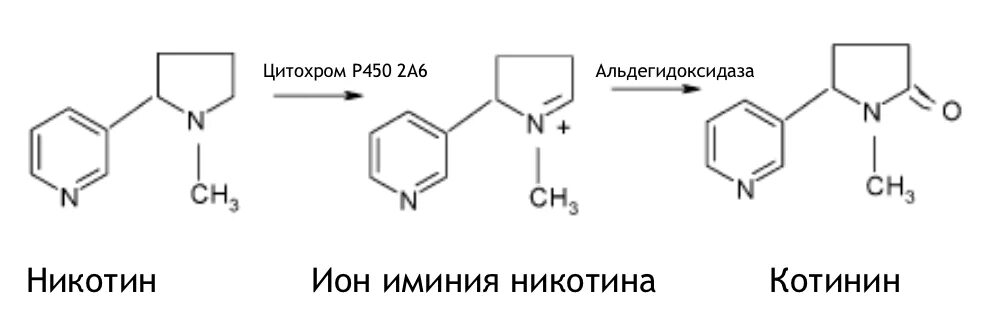 Никотин обмен веществ. Метаболизм никотина схема. Никотин и никотиновая кислота. Метаболизм никотина в организме человека. Никотин синтезируется.