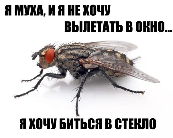 Билась муха