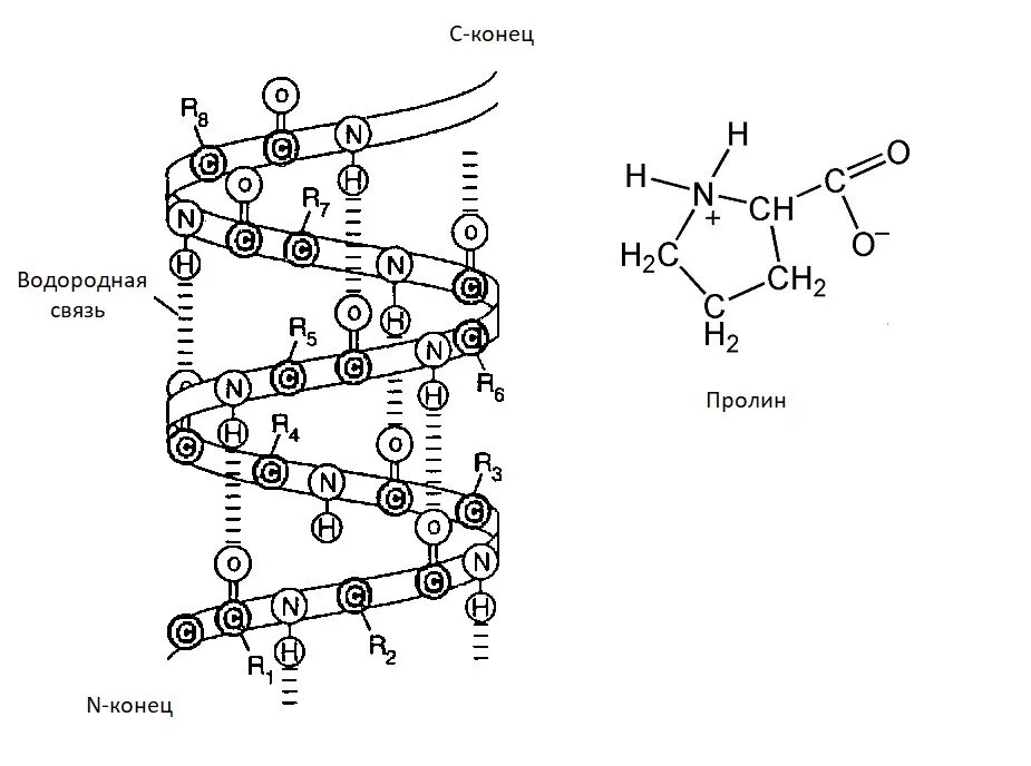 Белково водородные связи. Альфа-спираль структура белка. Альфа и бета спираль вторичной структуры белка. Вторичная структура белков Альфа и бета спирали. Вторичная структура белка спираль.