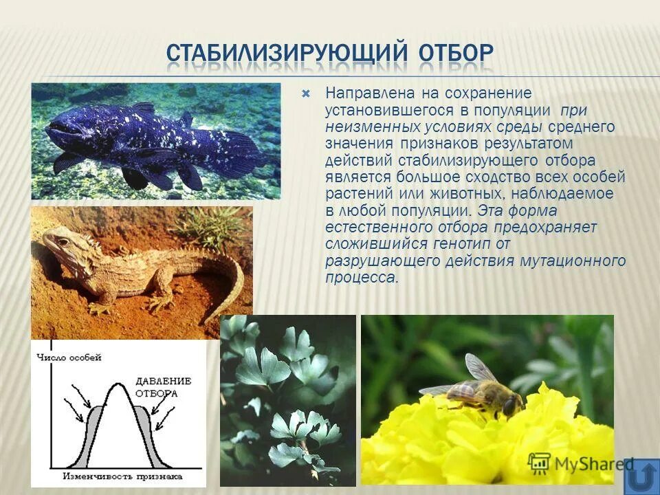 Роль естественного отбора в эволюции. Стабилизирующий отбор движущий отбор и дизруптивный. Таблица формы естественного отбора 10 класс. Сохранение особей с новым признаком. Естественный отбор формы естественного отбора и признаки.