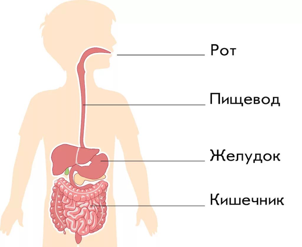 Рот пищевод желудок кишечник