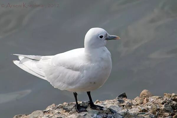 Где найти белую чайку. Травник оксенфурт ведьмак 3. Белая чайка ведьмак 3 где достать. Где найти белую чайку. Северная полярная чайка.