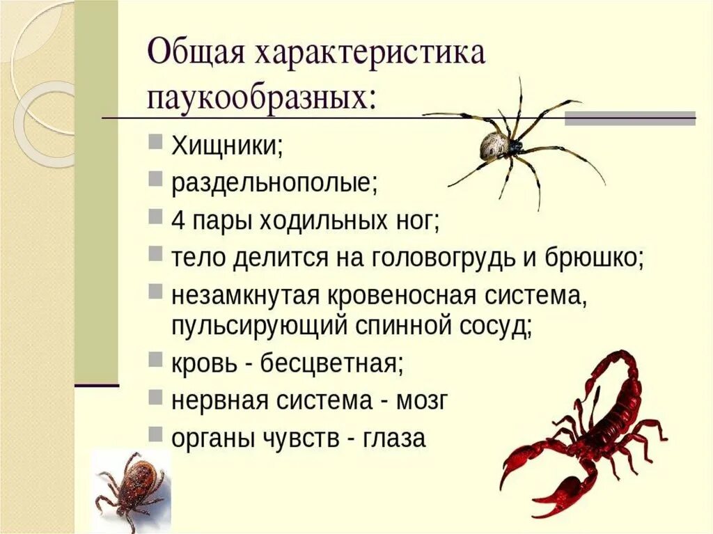 Установи соответствие между паукообразными и насекомыми. Характеристика класса паукообразные. Класс паукообразные общая характеристика. Признаки класса паукообразные. Общая характеристика класса паукообразные 7 класс кратко.