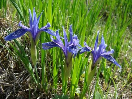 Кукушкины слезки фото и описание