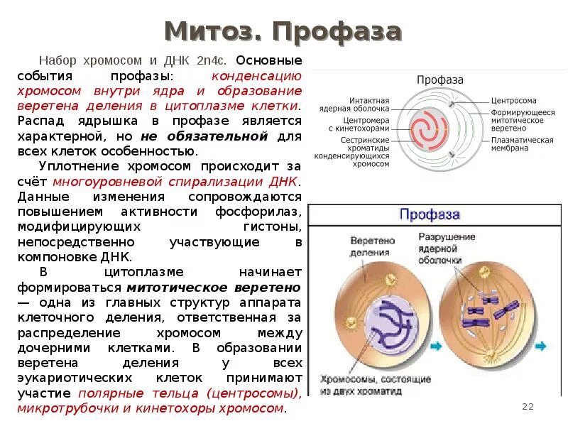 Сколько хромосом в профазе митоза 80 хромосом. Профаза митоза набор хромосом. профаза 2 хромосомный набор. профаза митоза хромосомный набор. профаза митоз 2 набор хромосом.
