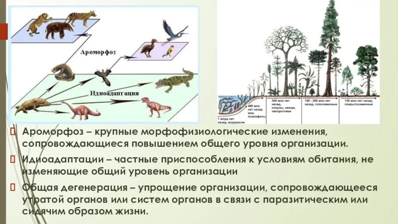 Идиодаптация ароморфоз. Эволюция ароморфоз идиоадаптация общая дегенерация. Ароморфощы идиоадаптация. Пути эволюции ароморфоз.