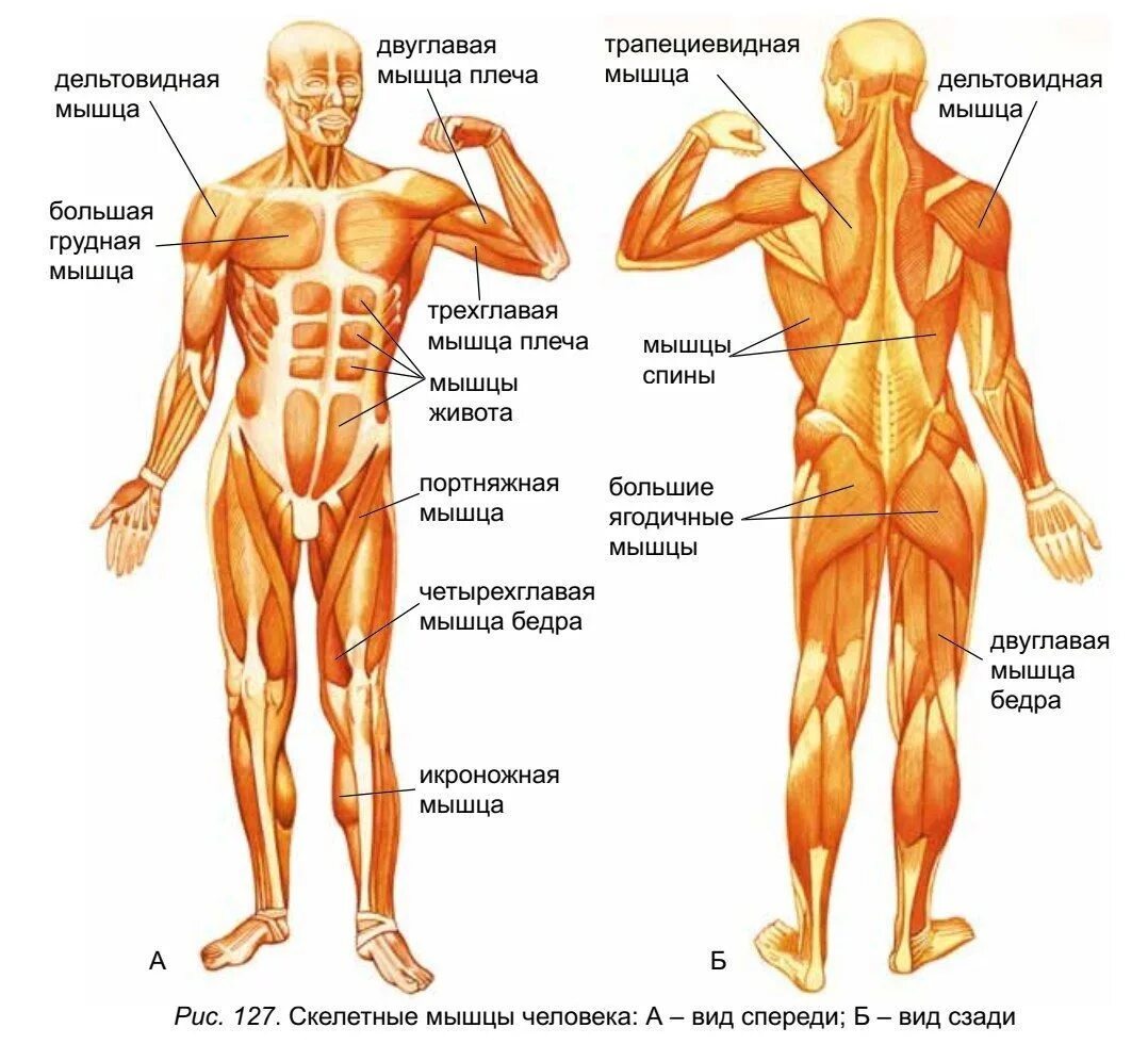 Какое количество мышц у человека. Мышцы туловища и конечностей 8 класс биология. Строение скелетной мышцы человека 8 класс биология. Перечислите основные функции скелетных мышц.. Функции скелетных мышц по биологии 8 класс.