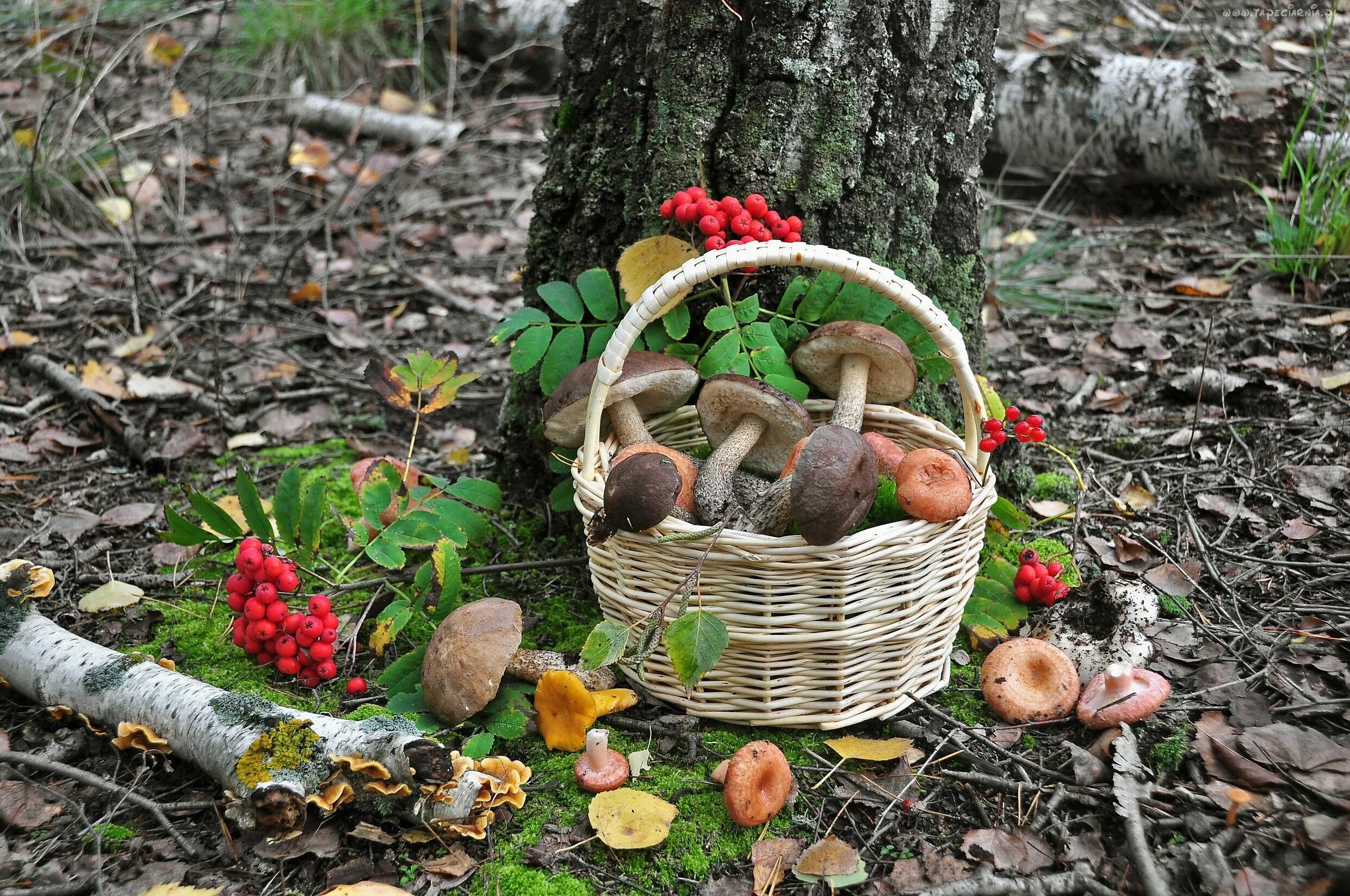 Природа грибы и ягоды. Корзинка с ягодами. Осенние дары леса. Осенние дары леса. Дары леса.