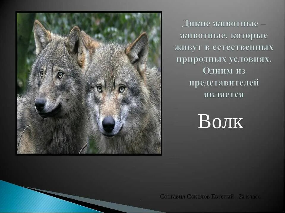 Волк способ питания у животных. Интересные факты о волках. проект на тему волк. волк для презентации.