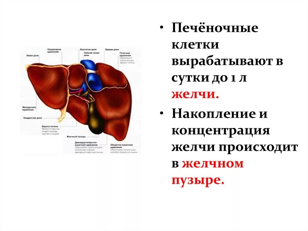 Анатомия и физиология печени. Печень человека анатомия и физиология. Анатомия и физиология печени и желчного пузыря. Печень и желчный пузырь анатомия.