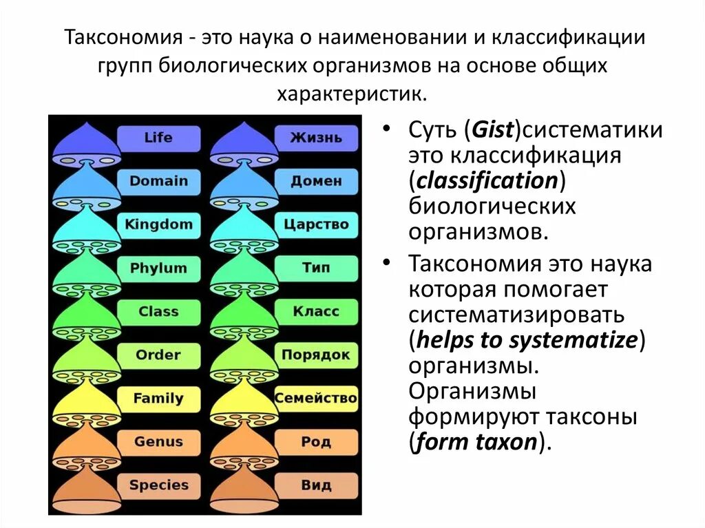 Таксономия классификация. Таксономическая классификация. Таксономическая систематика. Систематика и классификация. Категория группы организмов