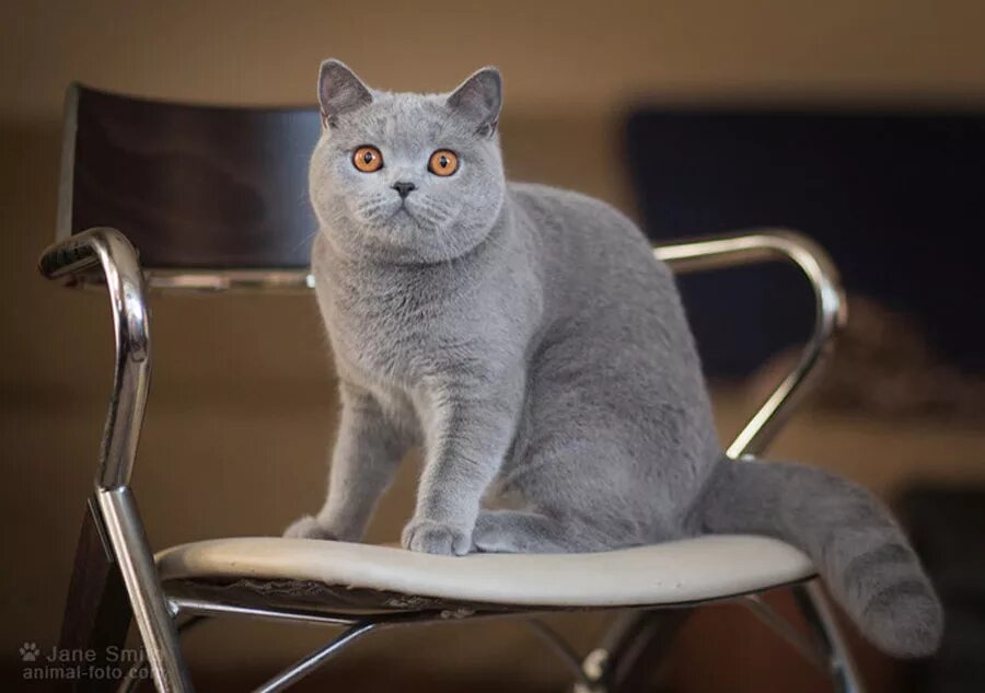 Шотландская британская разница. Британская и Шотландская кошка отличия. Британец или шотландец. Британский голубой кот сидит. Годовалый британский кот.