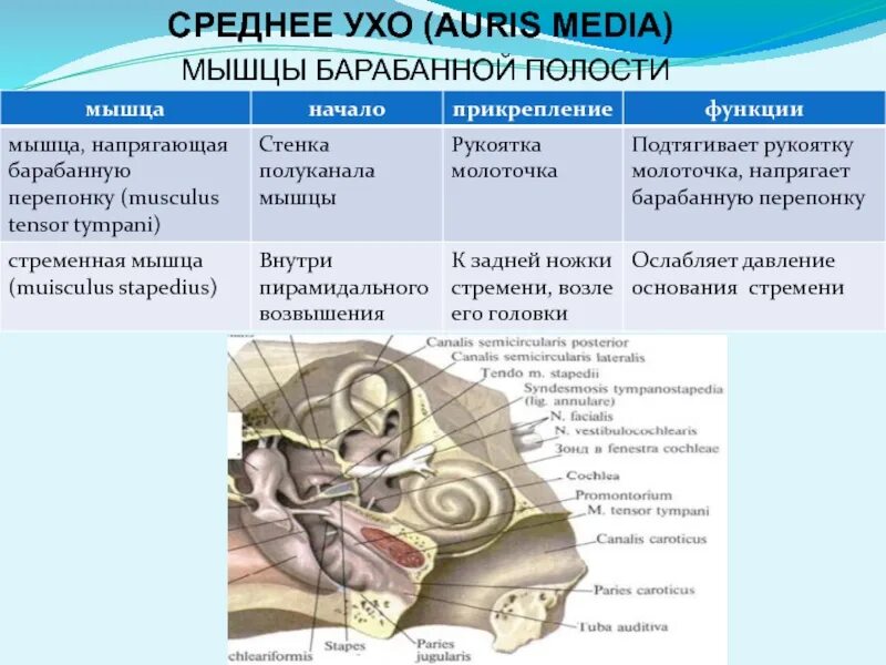 Мышца напрягающая барабанную перепонку начало. Мышца среднего уха натягивающая барабанную перепонку. Мышцы барабанной полости. Среднее ухо мышцы.