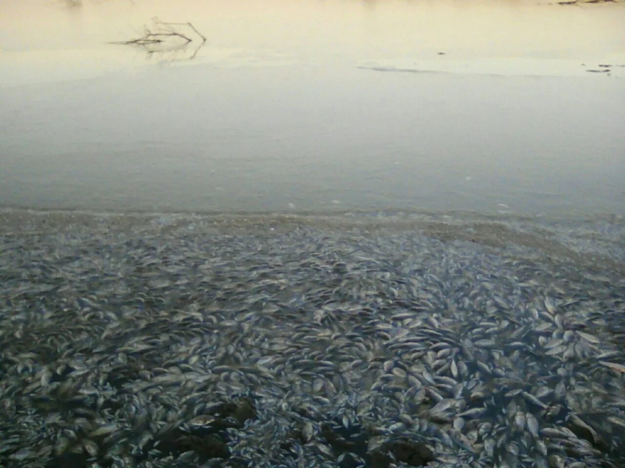 Рыба цимлянского водохранилища