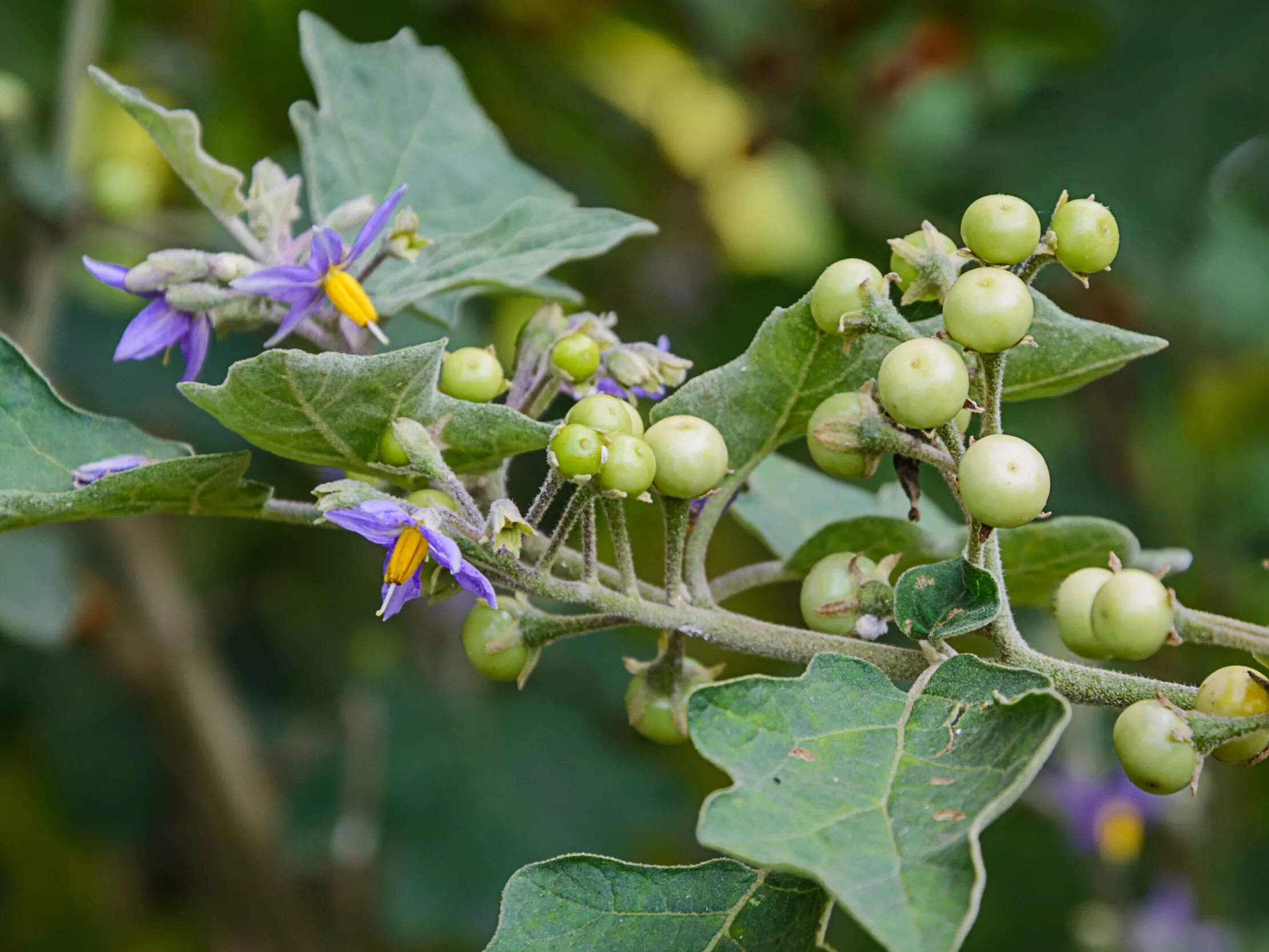 Паслена земле. Solanum indicum. Паслен индийский. Тайский паслен. Паслен куст.