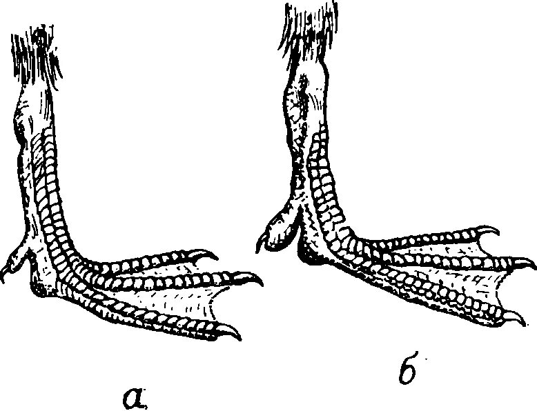 Цевка хордовые. Лапы утки кряквы. Лапы уток строение. Конечности птиц. Птичьи лапы.