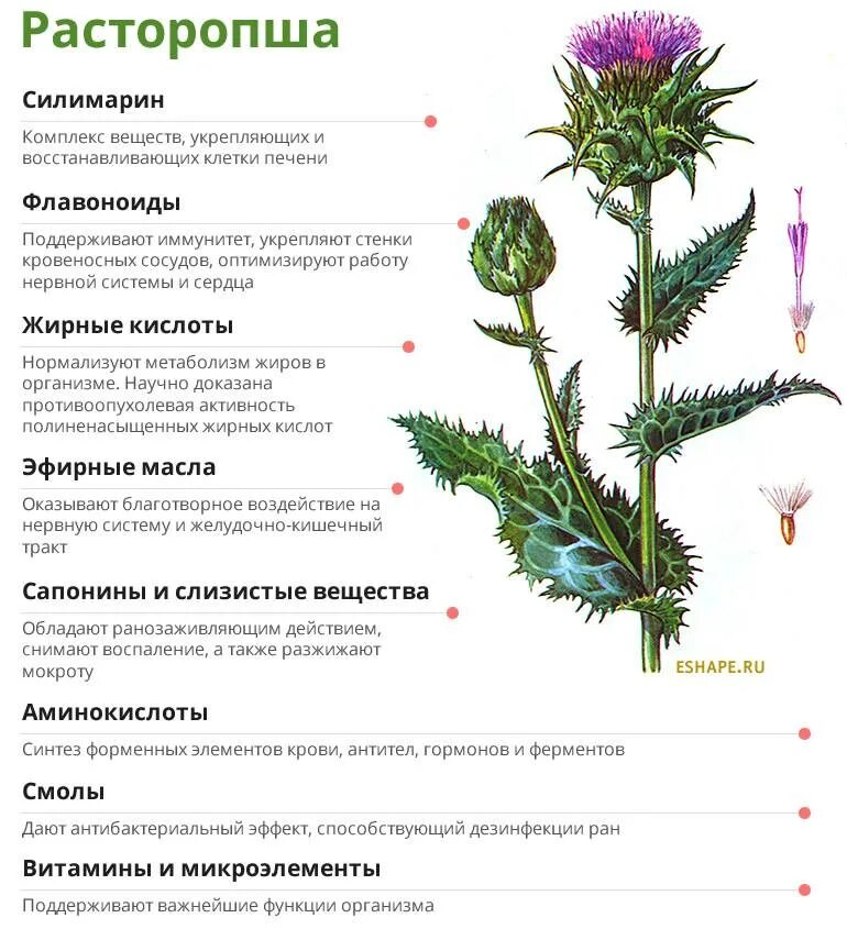 Травы польза для мужчин. Расторопша растение описание. Расторопша пятнистая лекарственное растение. Чертополох характеристика растения. Расторопша витамины состав.