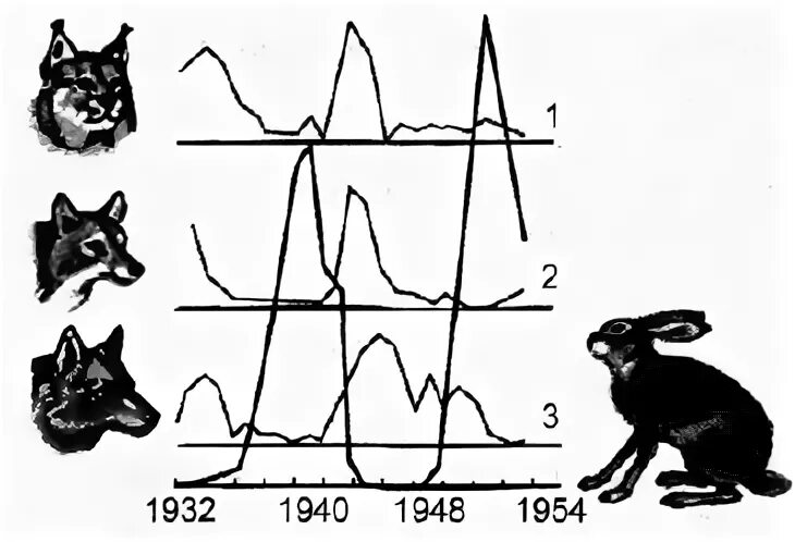 На графиках продемонстрированы изменения численности жертвы зайцев. Динамика Зайцев и хищников. График изменения численности Зайцев.