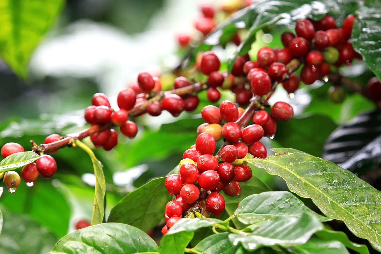 Кофе это фрукт. Кофейное дерево (Coffea). Дерево кофе Арабика. Coffea Arabica дерево. Кофе Арабика (Coffea);.