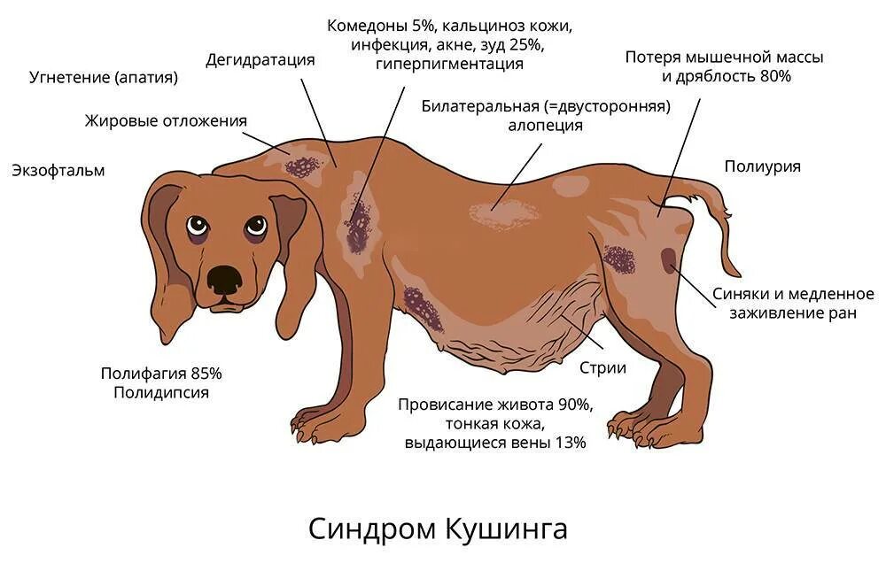 Синдром Кушинга у кошек и собак. Синдром куш Нга у собак. Синдром Кушинга гиперадренокортицизм Ветеринария.