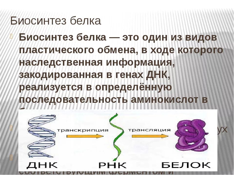 4 этапы синтеза белка. Синтез белка 9 класс биология. Пластический обмен Биосинтез белков 9 класс. Биосинтез белка 10 класс биология. Синтез белка 10 класс биология.